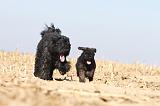 BOUVIER DES FLANDRES 175
